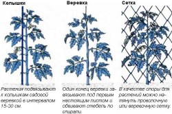Подвязывание томатов