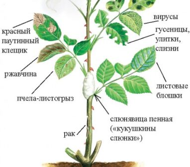 Особенности посадки, ухода и выращивания роз Особенности посадки, ухода и выращивания роз