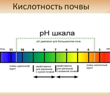 Почему земля в теплице сильно позеленела? Почему земля в теплице сильно позеленела?