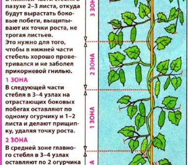 Особенности природного земледелия выращивания огурцов Особенности природного земледелия выращивания огурцов