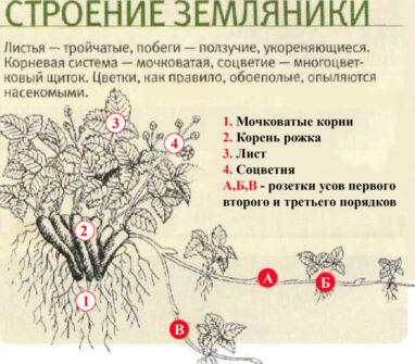 Особенности агротехники выращивания клубники в теплице Особенности агротехники выращивания клубники в теплице
